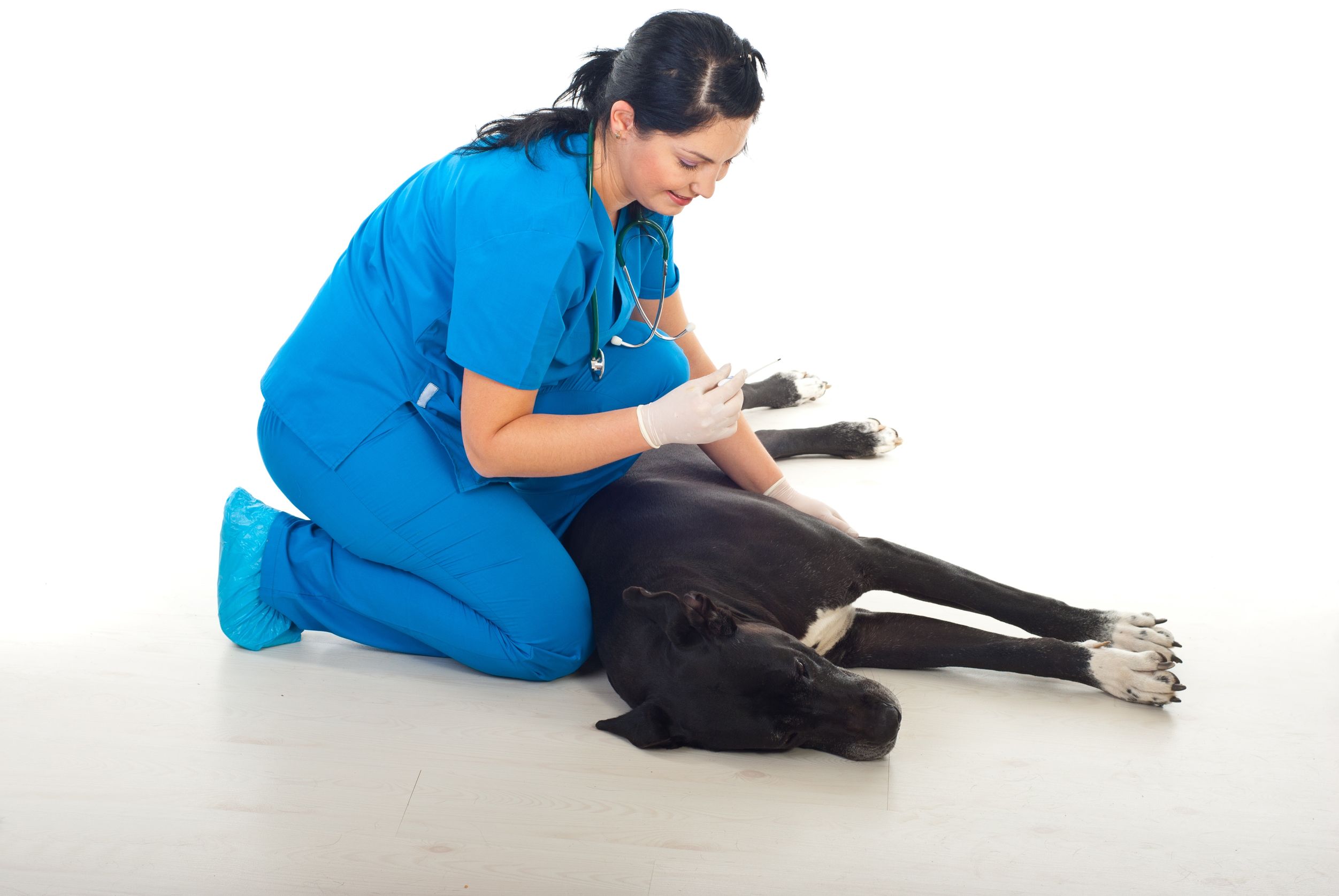 Dogwood Veterinary Clinic Provides the Best Care in Louisville