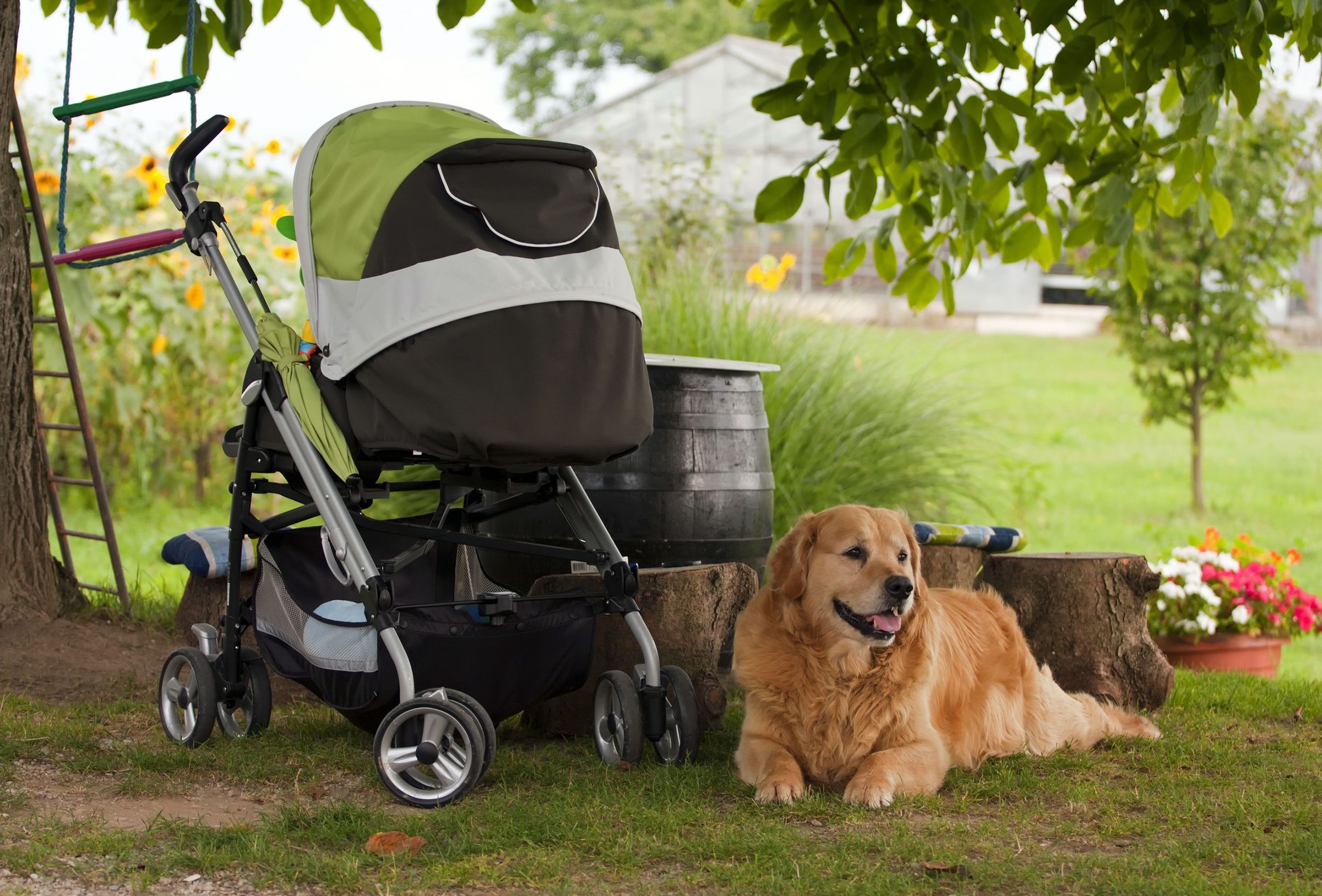 Find Peace of Mind When Leaving Your Pet with a Killeen Dog Boarder