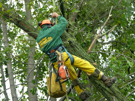 Signs You Should Consider Tree Removal in Smyrna, GA