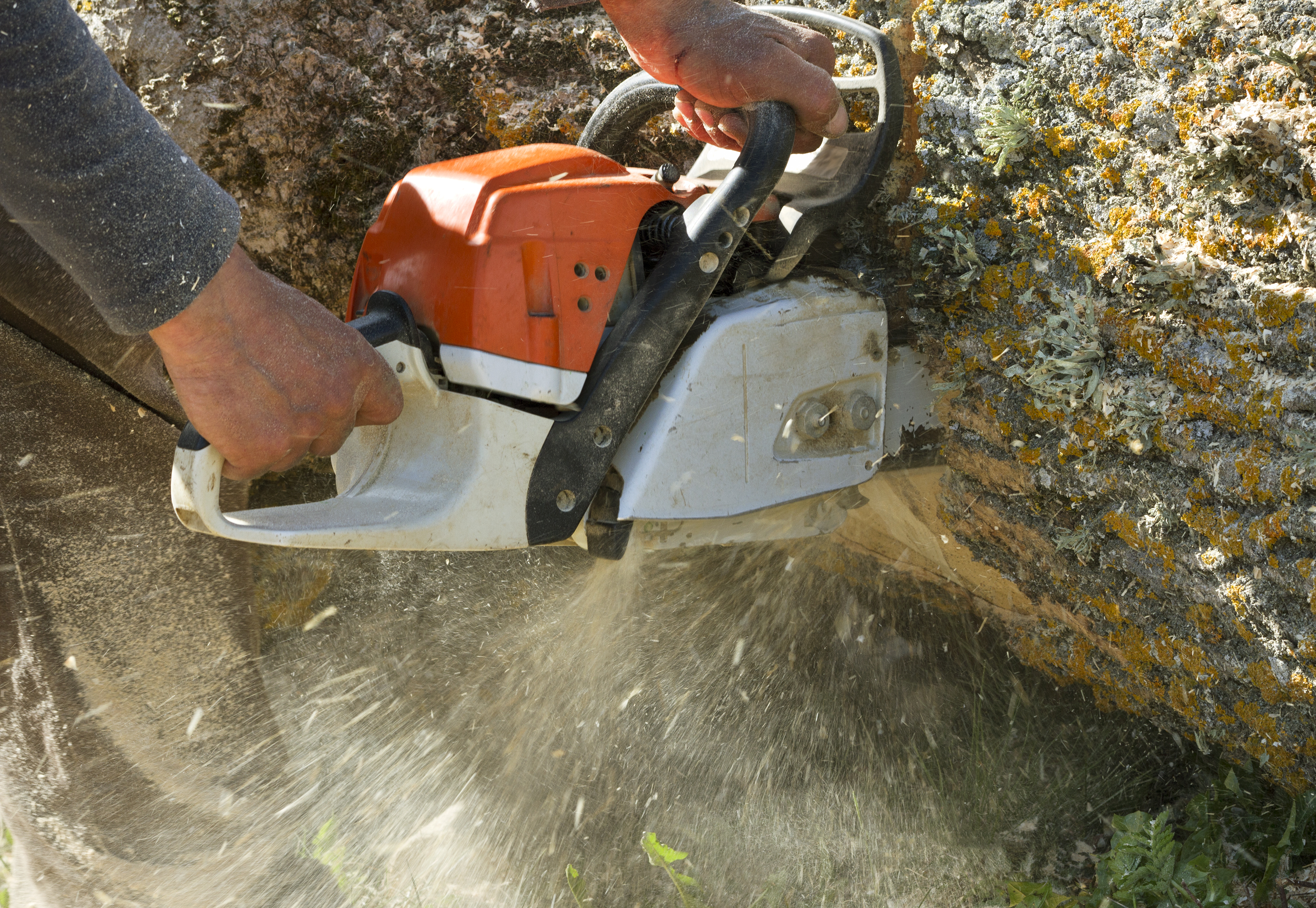 Tree Cutting Service in Gig Harbor, WA: Quality Solutions for Tree Health