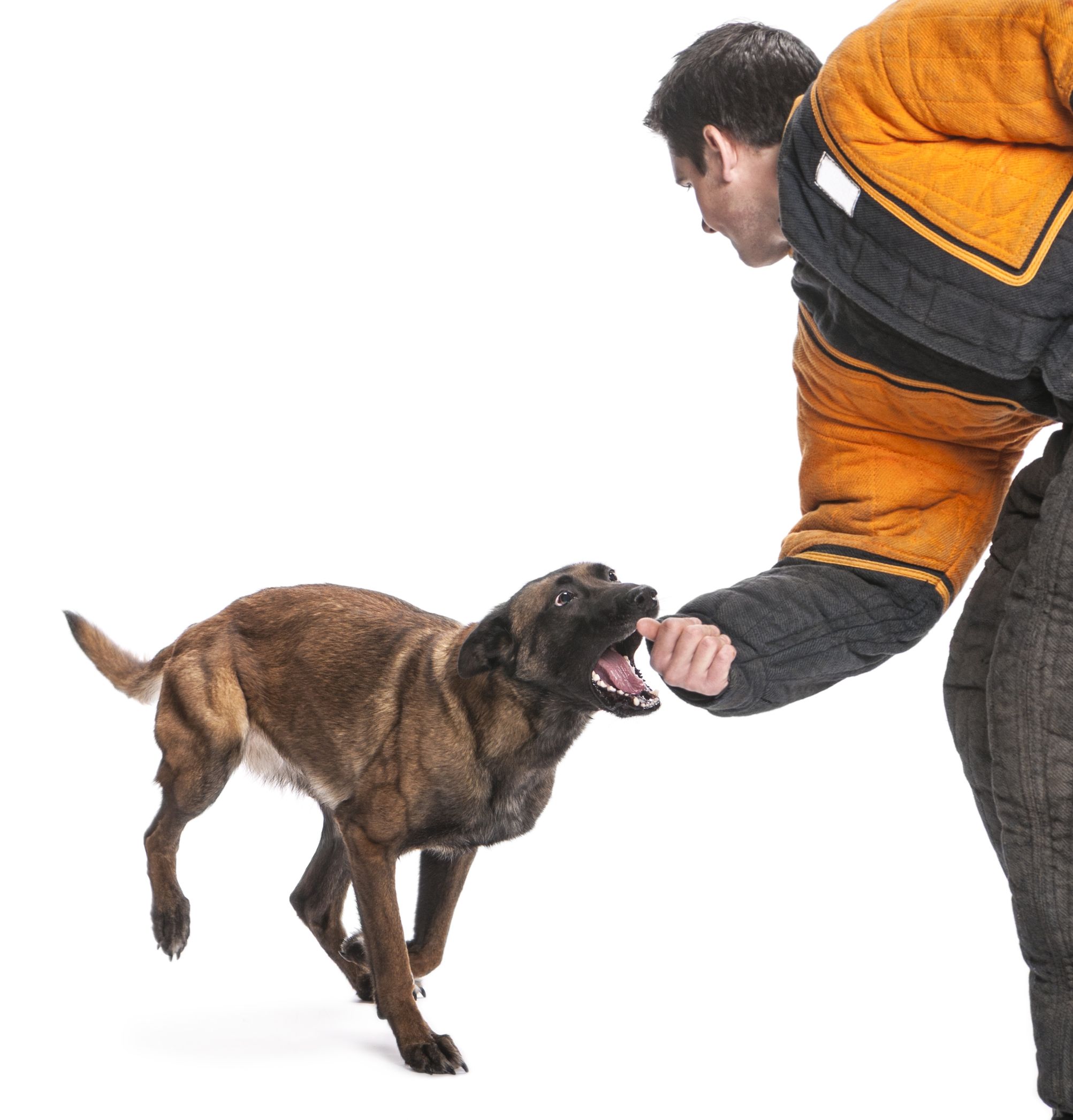 Effective Dog Training Service in Tucson AZ for a Well-Behaved Pet