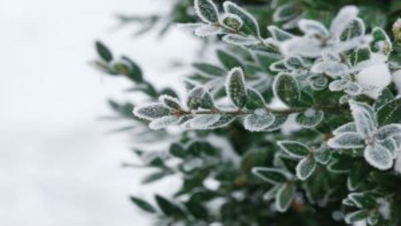 Tips on Caring for the Young, Freshly-Planted Trees in Your Yard