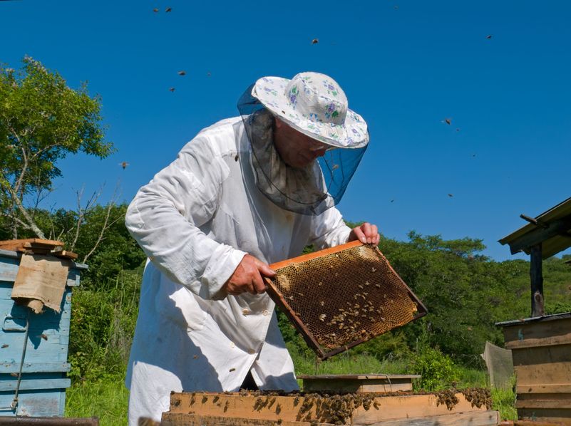 Hiring Professional Exterminators to Remove a Honey Bee Swarm in Dublin ...