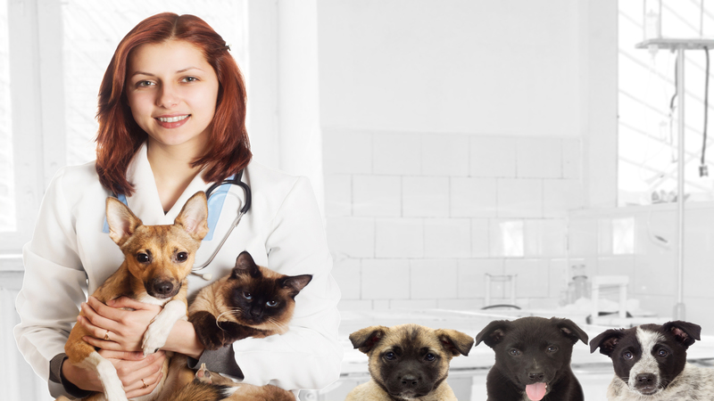 The Importance of Regular Checkups for Your Pet at the Pet Clinic in Murrieta CA