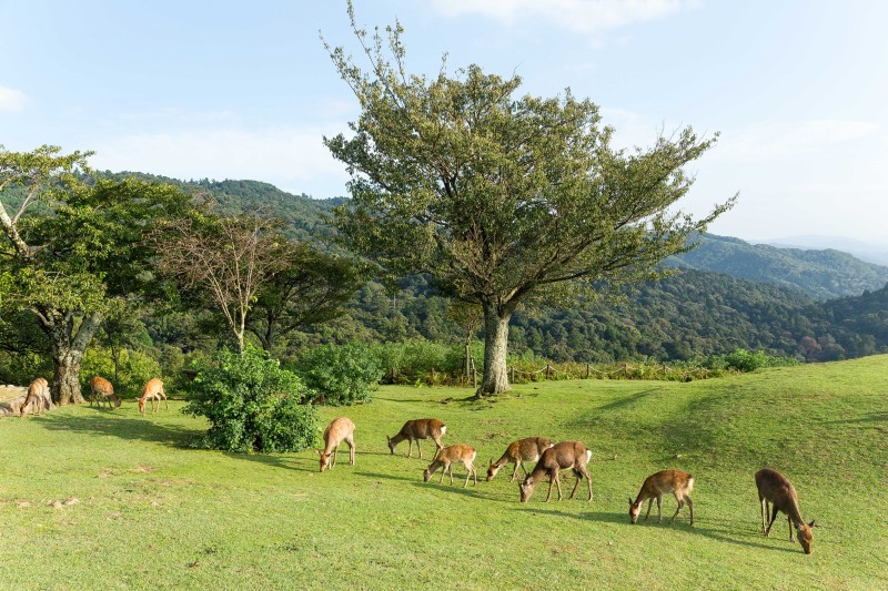 Enjoy an Unforgettable Pheasant Hunting Trip at an All-Inclusive Lodge