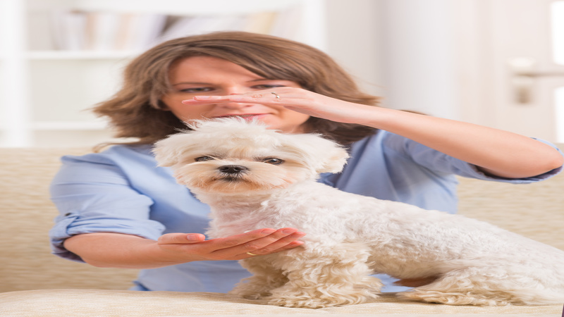 The Importance of Quality Veterinary Services in DeLand for Your Fur Babies