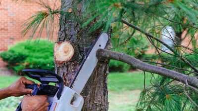 What to Know About Stump Removal in Newnan, GA