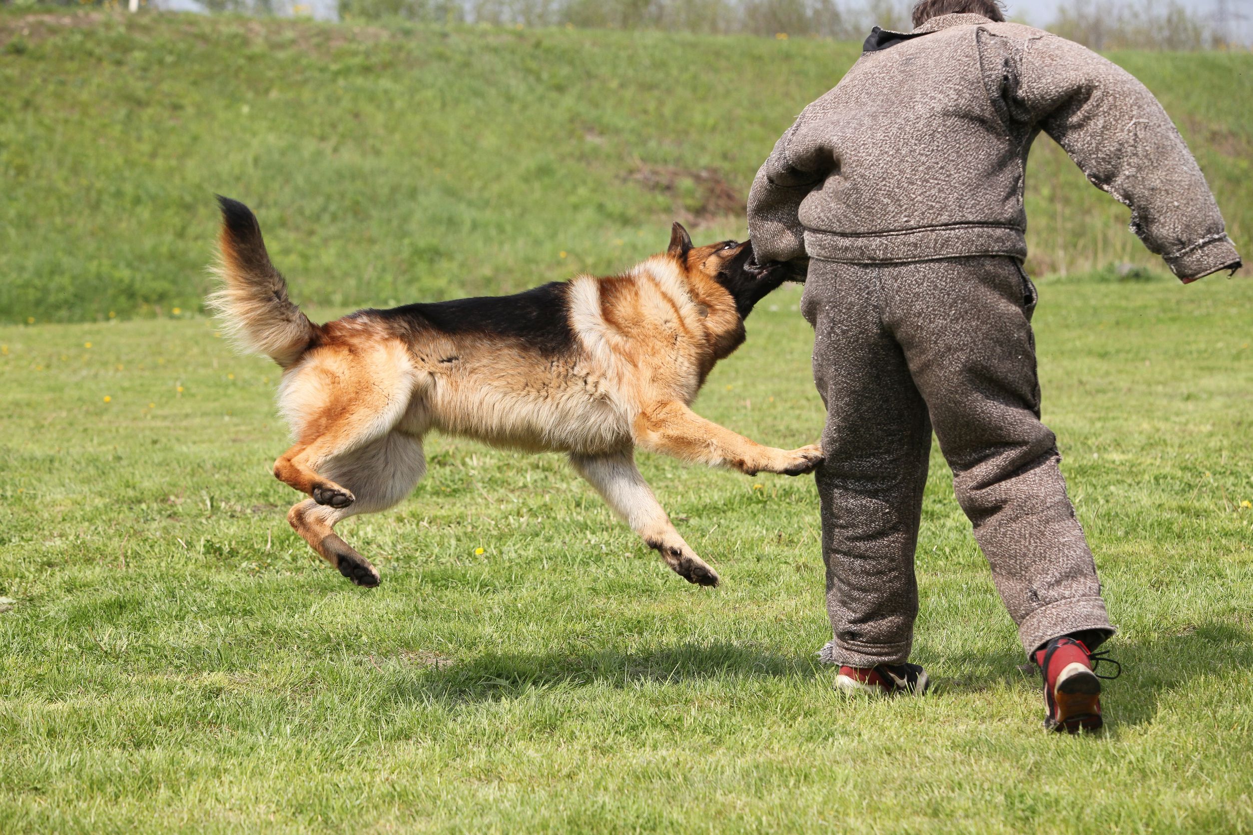 Reliable Dog Training In Menifee CA