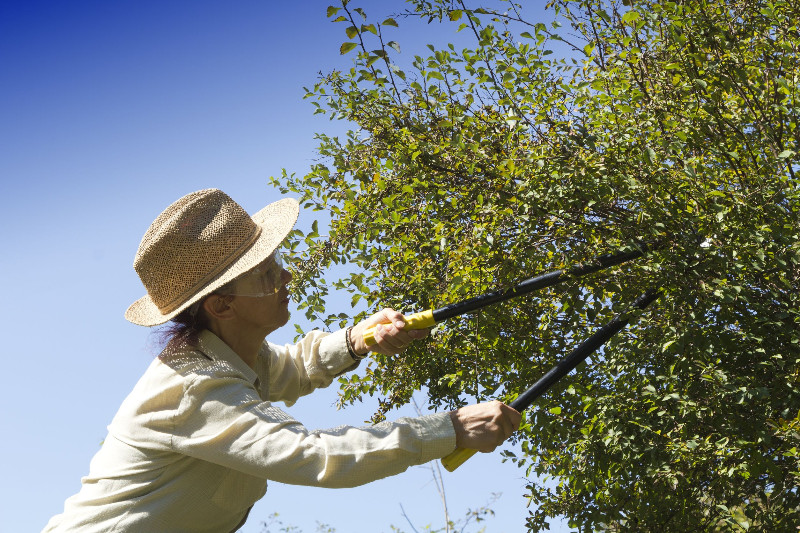 It’s Important to Find a Certified Arborist in Charlottesville