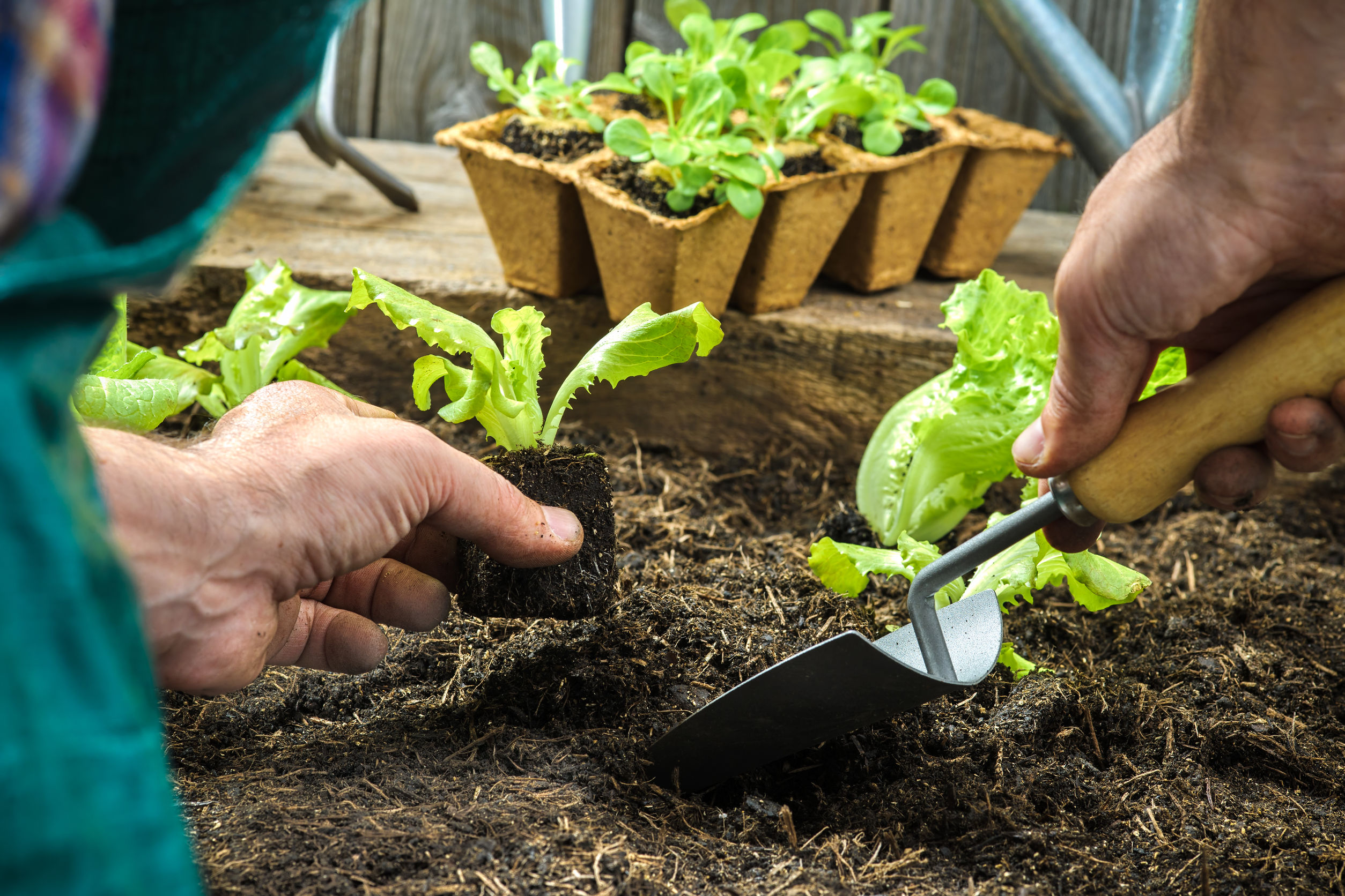 How to Choose the Best Vegetable Nursery Near Morton Grove, IL