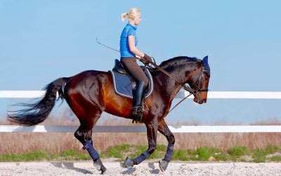 Innovative Bathing Systems for Horses