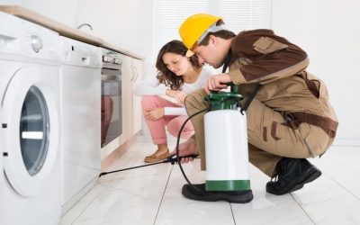 Try Professional Pest Control in Gold Coast to Stay Safe