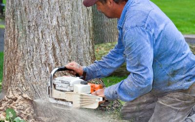 The Three Most Efficient Methods for Stump Removal in Omaha, NE