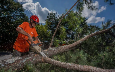 Trusted Tree Companies Near Marietta, GA: Enhancing Your Landscape