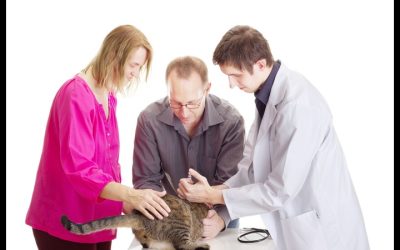 Keep your pet healthy with a trusted animal clinic in Los Angeles