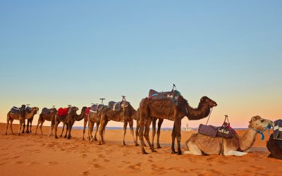 Experience the Allure of the Sahara Desert: A Spellbinding 3-Day Desert Tour From Marrakech to Merzouga